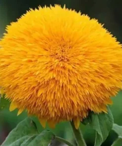 20 Seeds Bear Sun Flowers Seeds