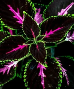 20 Seeds Black Green Pink Coleus Seeds Garden Plants