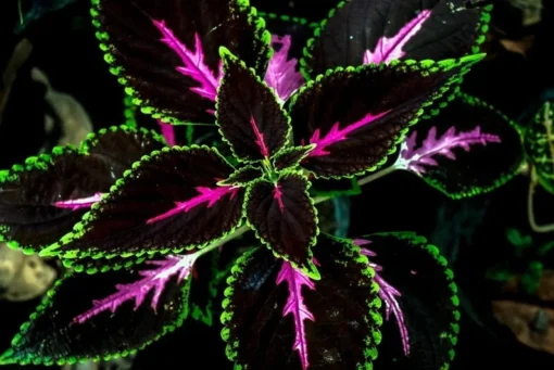 20 Seeds Black Green Pink Coleus Seeds Garden Plants