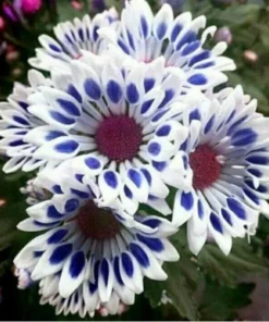 20 Seeds Blue Daisy, Felicia Heterophylla, African Group Cover Flower Hybird Seeds