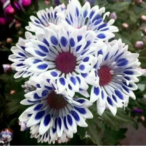 20 Seeds Blue Daisy, Felicia Heterophylla, African Group Cover Flower Hybird Seeds