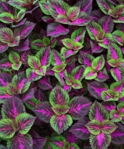 20 Seeds Coleus Seeds Green Purple Coleus Seeds Garden Plants