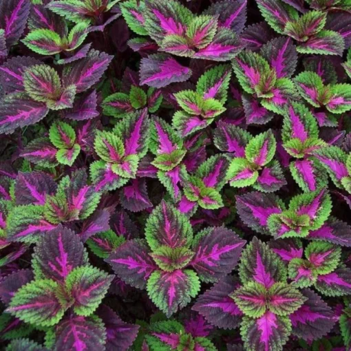 20 Seeds Coleus Seeds Green Purple Coleus Seeds Garden Plants