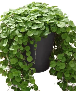 20 Seeds Emerald Falls Dichondra Seeds For Planting