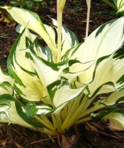 20 Seeds Hosta Plantaginea Fragrant Plantain Seeds Fire And Ice Shade Lace White Green