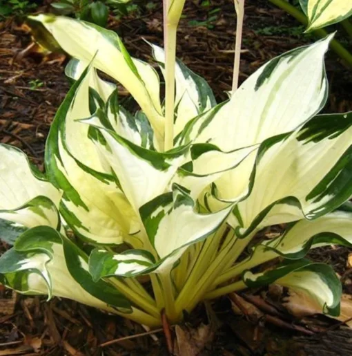 20 Seeds Hosta Plantaginea Fragrant Plantain Seeds Fire And Ice Shade Lace White Green