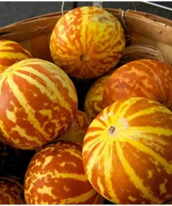 20 Seeds Melon Edible Muskmelon & Ornamental Vine Cucumis Melo Seeds