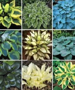 20 Seeds Mix Hosta Plantaginea Fragrant Plantain Seeds Fire And Ice Shade Lace