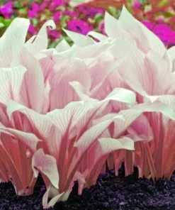 20 Seeds Pink Hosta Plantaginea Fragrant Plantain Seeds Fire And Ice