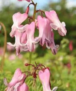 25 Amore Pink Bleeding Heart Seeds, Bleeding Heart Flower Plant, Bleeding Heart Seeds For Planting, Rare Bleeding Heart Seeds, Dicentra Seeds, Tropical Flower Plant, Perennial Flower Seeds