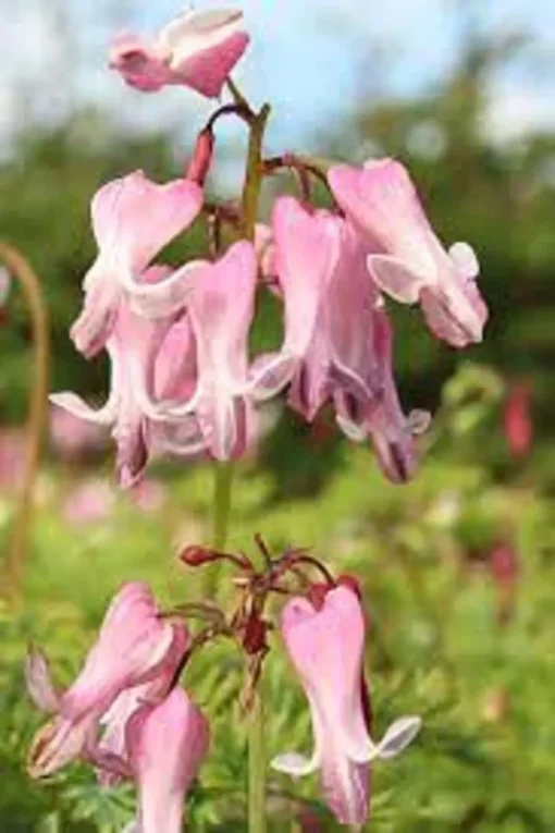 25 Amore Pink Bleeding Heart Seeds, Bleeding Heart Flower Plant, Bleeding Heart Seeds For Planting, Rare Bleeding Heart Seeds, Dicentra Seeds, Tropical Flower Plant, Perennial Flower Seeds