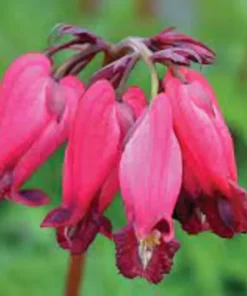 25 Amore Red Bleeding Heart Seeds, Bleeding Heart Flower Plant, Bleeding Heart Seeds For Planting, Rare Bleeding Heart Seeds, Dicentra Seeds, Tropical Flower Plant, Perennial Flower Seeds