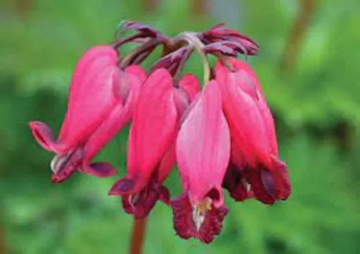 25 Amore Red Bleeding Heart Seeds, Bleeding Heart Flower Plant, Bleeding Heart Seeds For Planting, Rare Bleeding Heart Seeds, Dicentra Seeds, Tropical Flower Plant, Perennial Flower Seeds