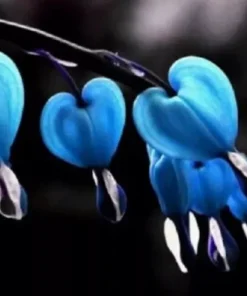 25 Blue Bleeding Heart Seeds, Bleeding Heart Flower Plant, Bleeding Heart Seeds For Planting, Rare Bleeding Heart Seeds, Dicentra Seeds, Tropical Flower Plant, Perennial Flower Seeds