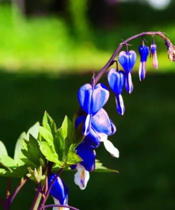 25 Bright Blue Bleeding Heart Seeds, Bleeding Heart Flower Plant, Bleeding Heart Seeds For Planting, Rare Bleeding Heart Seeds, Dicentra Seeds, Tropical Flower Plant, Perennial Flower Seeds