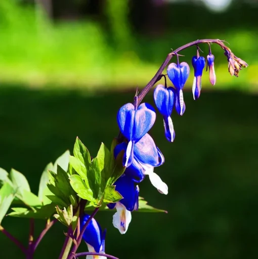 25 Bright Blue Bleeding Heart Seeds, Bleeding Heart Flower Plant, Bleeding Heart Seeds For Planting, Rare Bleeding Heart Seeds, Dicentra Seeds, Tropical Flower Plant, Perennial Flower Seeds