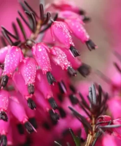 25 Bright Pink Bleeding Heart Seeds, Bleeding Heart Flower Plant, Bleeding Heart Seeds For Planting, Rare Bleeding Heart Seeds, Dicentra Seeds, Tropical Flower Plant, Perennial Flower Seeds