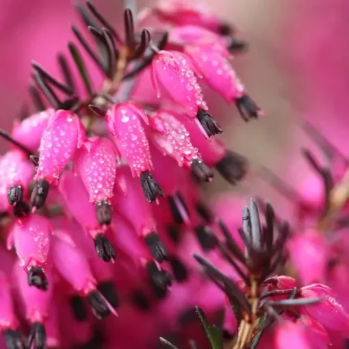 25 Bright Pink Bleeding Heart Seeds, Bleeding Heart Flower Plant, Bleeding Heart Seeds For Planting, Rare Bleeding Heart Seeds, Dicentra Seeds, Tropical Flower Plant, Perennial Flower Seeds