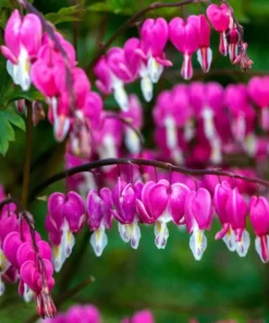 25 Bright Pink Purple Bleeding Heart Seeds, Bleeding Heart Flower Plant, Bleeding Heart Seeds For Planting, Rare Bleeding Heart Seeds, Dicentra Seeds, Tropical Flower Plant, Perennial Flower Seeds