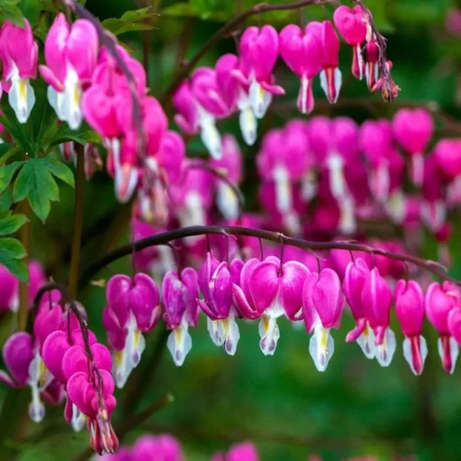 25 Bright Pink Purple Bleeding Heart Seeds, Bleeding Heart Flower Plant, Bleeding Heart Seeds For Planting, Rare Bleeding Heart Seeds, Dicentra Seeds, Tropical Flower Plant, Perennial Flower Seeds