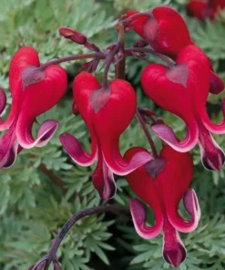 25 Bright Red Bleeding Heart Seeds, Bleeding Heart Flower Plant, Bleeding Heart Seeds For Planting, Rare Bleeding Heart Seeds, Dicentra Seeds, Tropical Flower Plant, Perennial Flower Seeds