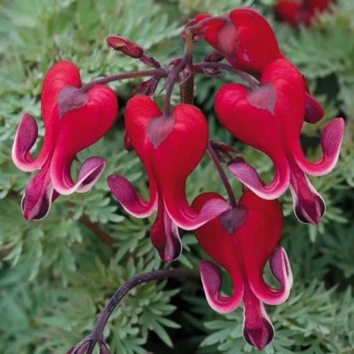 25 Bright Red Bleeding Heart Seeds, Bleeding Heart Flower Plant, Bleeding Heart Seeds For Planting, Rare Bleeding Heart Seeds, Dicentra Seeds, Tropical Flower Plant, Perennial Flower Seeds