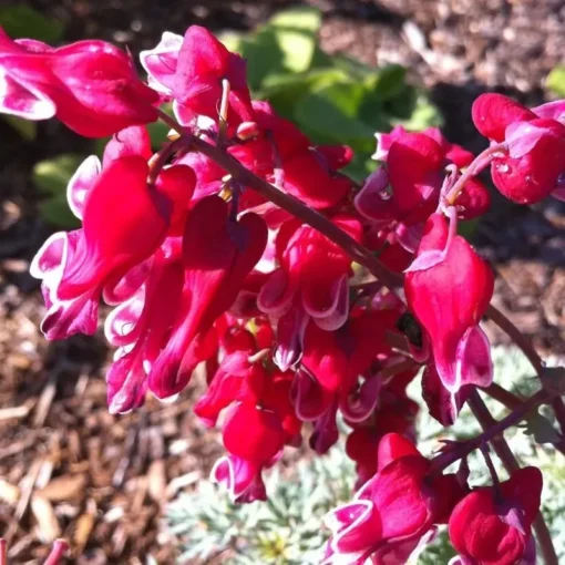 25 Burn Bleeding Heart Seeds, Bleeding Heart Flower Plant, Bleeding Heart Seeds For Planting, Rare Bleeding Heart Seeds, Dicentra Seeds, Tropical Flower Plant, Perennial Flower Seeds