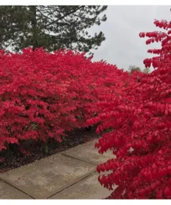 25 Burning Bush Rooted Cuttings – Deciduous Shrubs with Vibrant Fall Red Foliage