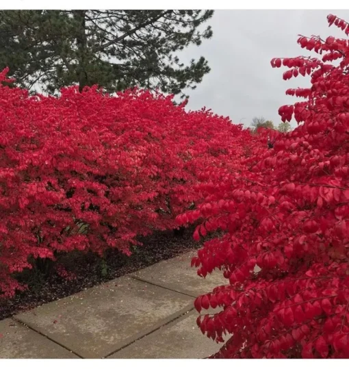 25 Burning Bush Rooted Cuttings – Deciduous Shrubs with Vibrant Fall Red Foliage