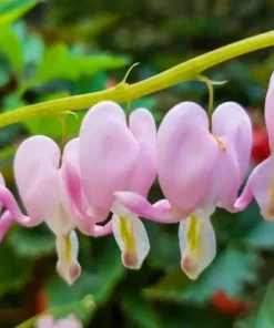 25 Cupid Bleeding Heart Seeds, Bleeding Heart Flower Plant, Bleeding Heart Seeds For Planting, Rare Bleeding Heart Seeds, Dicentra Seeds, Tropical Flower Plant, Perennial Flower Seeds