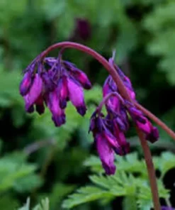 25 Dark Purple Bleeding Heart Seeds, Bleeding Heart Flower Plant, Bleeding Heart Seeds For Planting, Rare Bleeding Heart Seed, Dicentra Seeds, Tropical Flower Plant, Perennial Flower Seeds