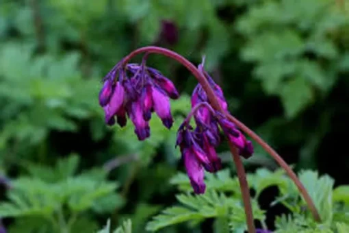 25 Dark Purple Bleeding Heart Seeds, Bleeding Heart Flower Plant, Bleeding Heart Seeds For Planting, Rare Bleeding Heart Seed, Dicentra Seeds, Tropical Flower Plant, Perennial Flower Seeds