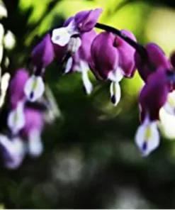 25 Dark Purple Bleeding Heart Seeds, Bleeding Heart Flower Plant, Bleeding Heart Seeds For Planting, Rare Bleeding Heart Seeds, Dicentra Seeds, Tropical Flower Plant, Perennial Flower Seeds