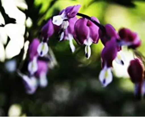 25 Dark Purple Bleeding Heart Seeds, Bleeding Heart Flower Plant, Bleeding Heart Seeds For Planting, Rare Bleeding Heart Seeds, Dicentra Seeds, Tropical Flower Plant, Perennial Flower Seeds