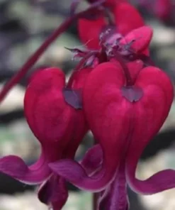 25 Dark Red Bleeding Heart Seeds, Bleeding Heart Flower Plant, Bleeding Heart Seeds For Planting, Rare Bleeding Heart Seeds, Dicentra Seeds, Tropical Flower Plant, Perennial Flower Seeds