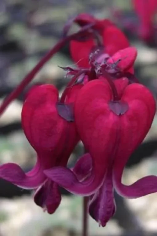 25 Dark Red Bleeding Heart Seeds, Bleeding Heart Flower Plant, Bleeding Heart Seeds For Planting, Rare Bleeding Heart Seeds, Dicentra Seeds, Tropical Flower Plant, Perennial Flower Seeds