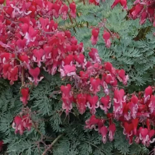 25 Fire Island Bleeding Heart Seeds, Bleeding Heart Flower Plant, Bleeding Heart Seeds For Planting, Rare Bleeding Heart Seeds, Dicentra Seeds, Tropical Flower Plant, Perennial Flower Seeds