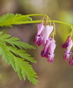 25 Fringed Bleeding Heart Seeds, Bleeding Heart Flower Plant, Bleeding Heart Seeds For Planting, Rare Bleeding Heart Seeds, Dicentra Seeds, Tropical Flower Plant, Perennial Flower Seeds