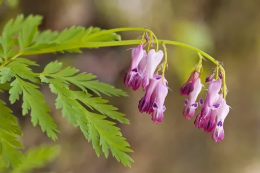 25 Fringed Bleeding Heart Seeds, Bleeding Heart Flower Plant, Bleeding Heart Seeds For Planting, Rare Bleeding Heart Seeds, Dicentra Seeds, Tropical Flower Plant, Perennial Flower Seeds