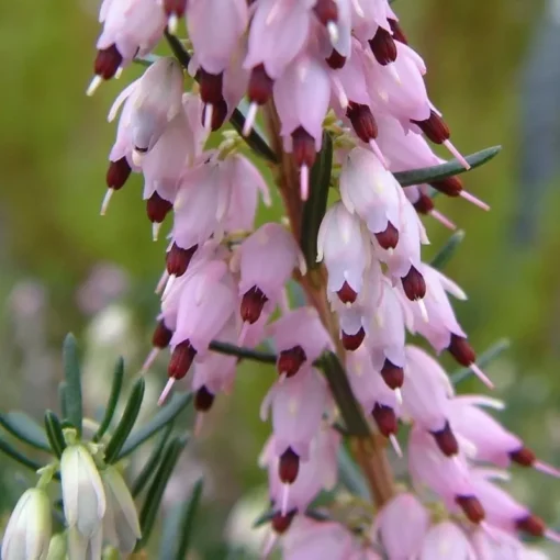 25 Ghost Hill Bleeding Heart Seeds, Bleeding Heart Flower Plant, Bleeding Heart Seeds For Planting, Rare Bleeding Heart Seeds, Dicentra Seeds, Tropical Flower Plant, Perennial Flower Seeds