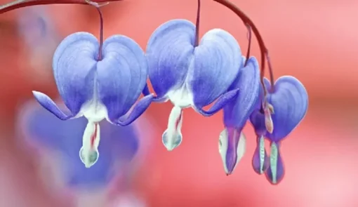 25 Light Blue Bleeding Heart Seeds, Bleeding Heart Flower Plant, Bleeding Heart Seeds For Planting, Rare Bleeding Heart Seeds, Dicentra Seeds, Tropical Flower Plant, Perennial Flower Seeds