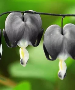 25 Light Gray Bleeding Heart Seeds, Bleeding Heart Flower Plant, Bleeding Heart Seeds For Planting, Rare Bleeding Heart Seeds, Dicentra Seeds, Tropical Flower Plant, Perennial Flower Seeds