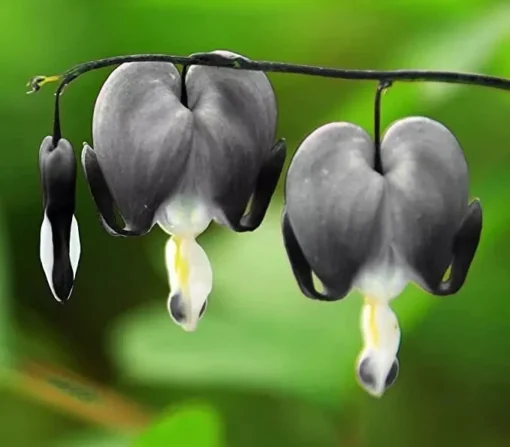 25 Light Gray Bleeding Heart Seeds, Bleeding Heart Flower Plant, Bleeding Heart Seeds For Planting, Rare Bleeding Heart Seeds, Dicentra Seeds, Tropical Flower Plant, Perennial Flower Seeds