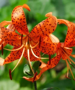 25 Lilium Turks Cap Lily Blumensamen