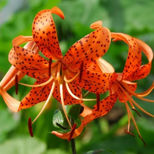 25 Lilium Turks Cap Lily Blumensamen