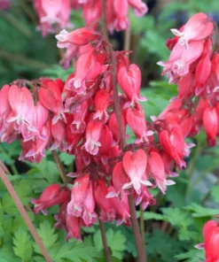 25 Luxuriant Bleeding Heart Seeds, Bleeding Heart Flower Plant, Bleeding Heart Seeds For Planting, Rare Bleeding Heart Seeds, Dicentra Seeds, Tropical Flower Plant, Perennial Flower Seeds