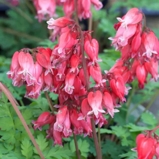 25 Luxuriant Bleeding Heart Seeds, Bleeding Heart Flower Plant, Bleeding Heart Seeds For Planting, Rare Bleeding Heart Seeds, Dicentra Seeds, Tropical Flower Plant, Perennial Flower Seeds