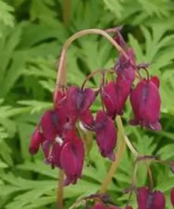 25 Magenta Bleeding Heart Seeds, Bleeding Heart Flower Plant, Bleeding Heart Seeds For Planting, Rare Bleeding Heart Seeds, Dicentra Seeds, Tropical Flower Plant, Perennial Flower Seeds