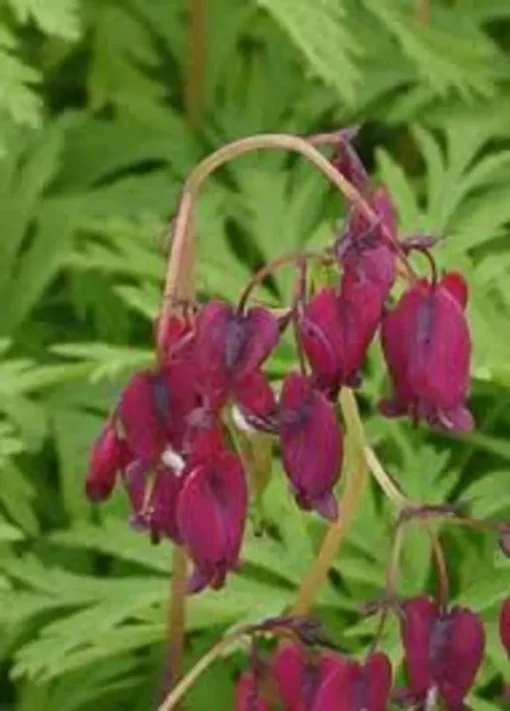 25 Magenta Bleeding Heart Seeds, Bleeding Heart Flower Plant, Bleeding Heart Seeds For Planting, Rare Bleeding Heart Seeds, Dicentra Seeds, Tropical Flower Plant, Perennial Flower Seeds