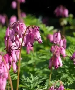 25 Pacific Bleeding Heart Seeds, Bleeding Heart Flower Plant, Bleeding Heart Seeds For Planting, Rare Bleeding Heart Seeds, Dicentra Seeds, Tropical Flower Plant, Perennial Flower Seeds